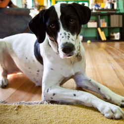 DogWatch of Southeast Indiana, Versailles, Indiana | Indoor Pet Boundaries Contact Us Image