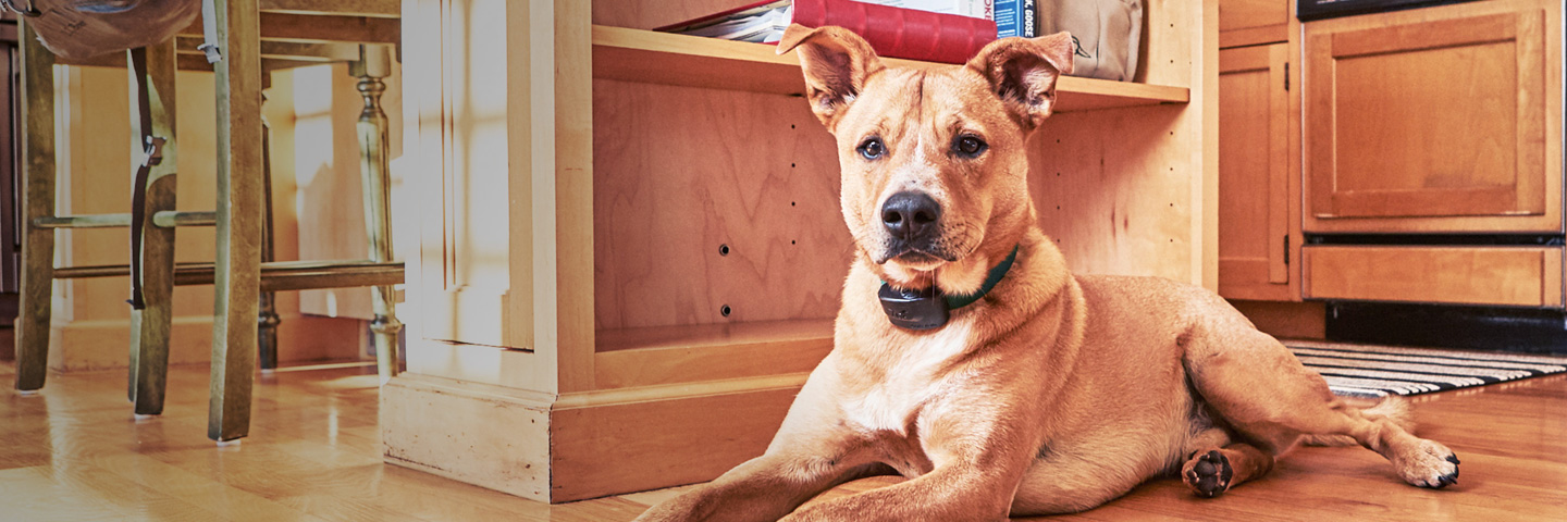 DogWatch of Southeast Indiana, Versailles, Indiana | Indoor Pet Fences Slider Image