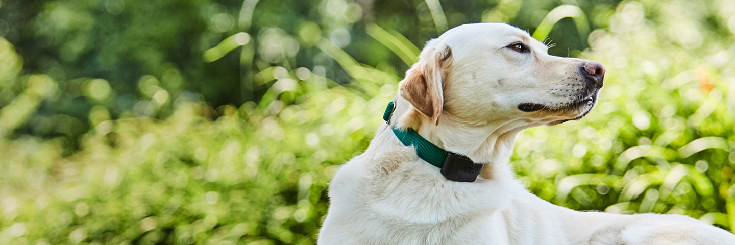 DogWatch of Southeast Indiana, Versailles, Indiana | 1200Fence Slider Image