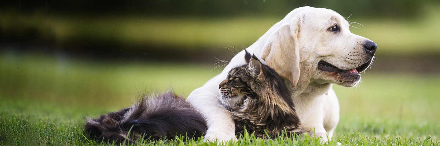 DogWatch of Southeast Indiana, Versailles, Indiana | Cat Fences Slider Image